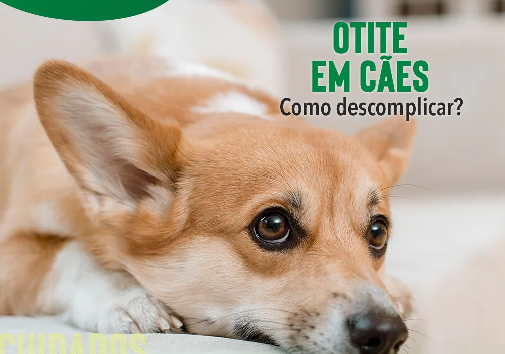 Cão com orelhas erguidas descansando
