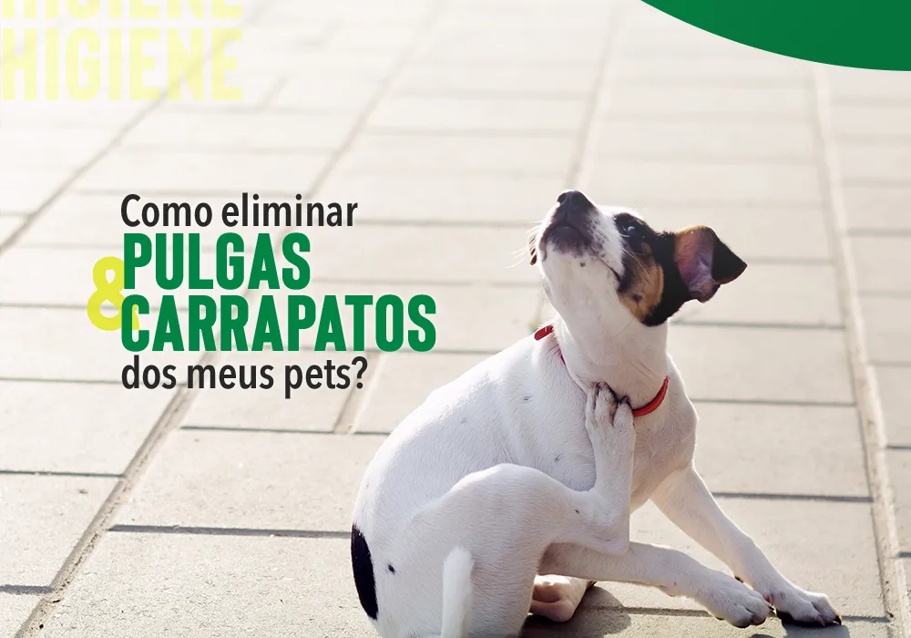 Cão coçando a região do pescoço